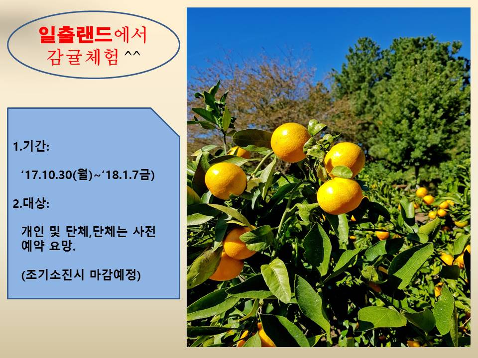 감귤체험.jpg