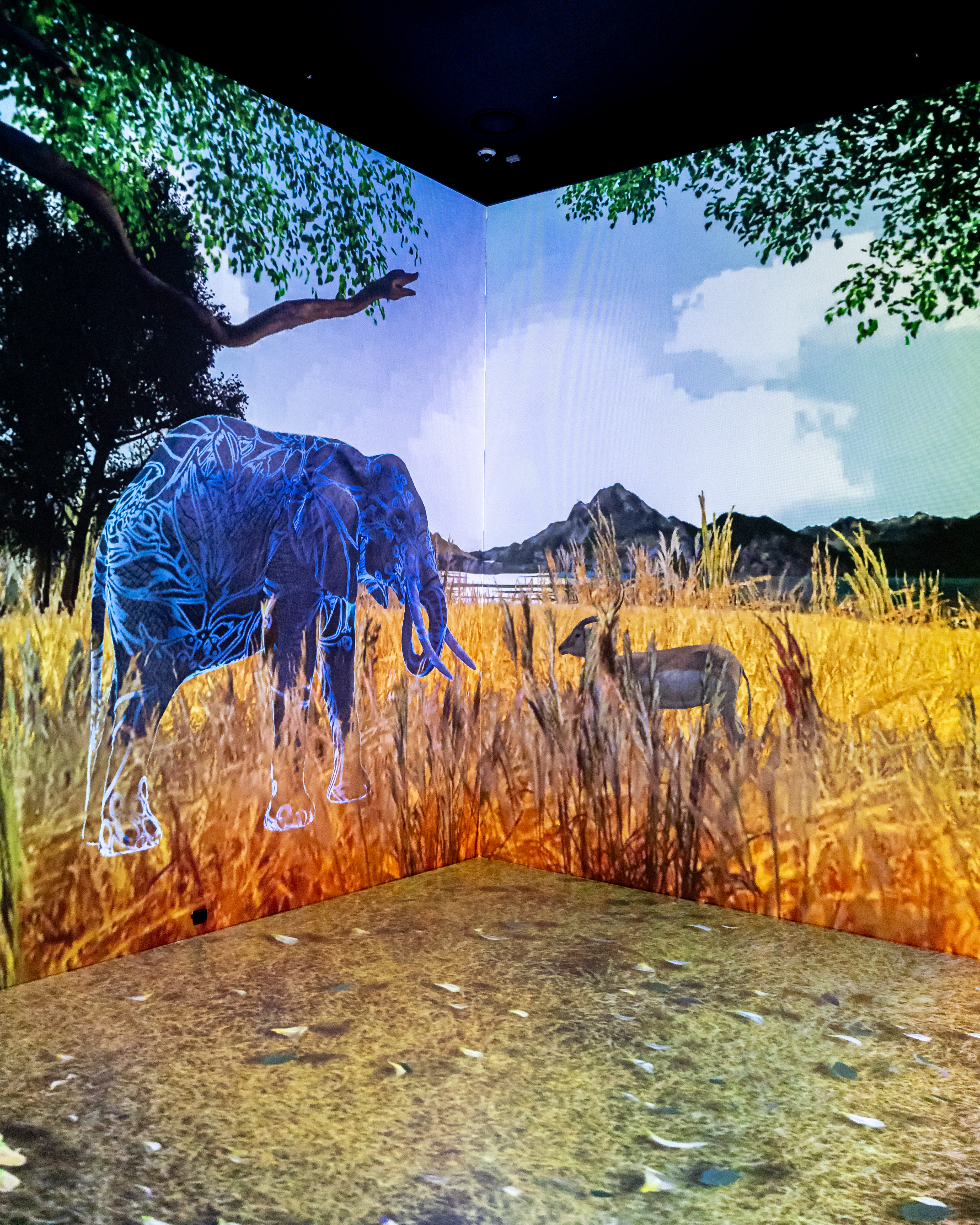 원더아일랜드 4