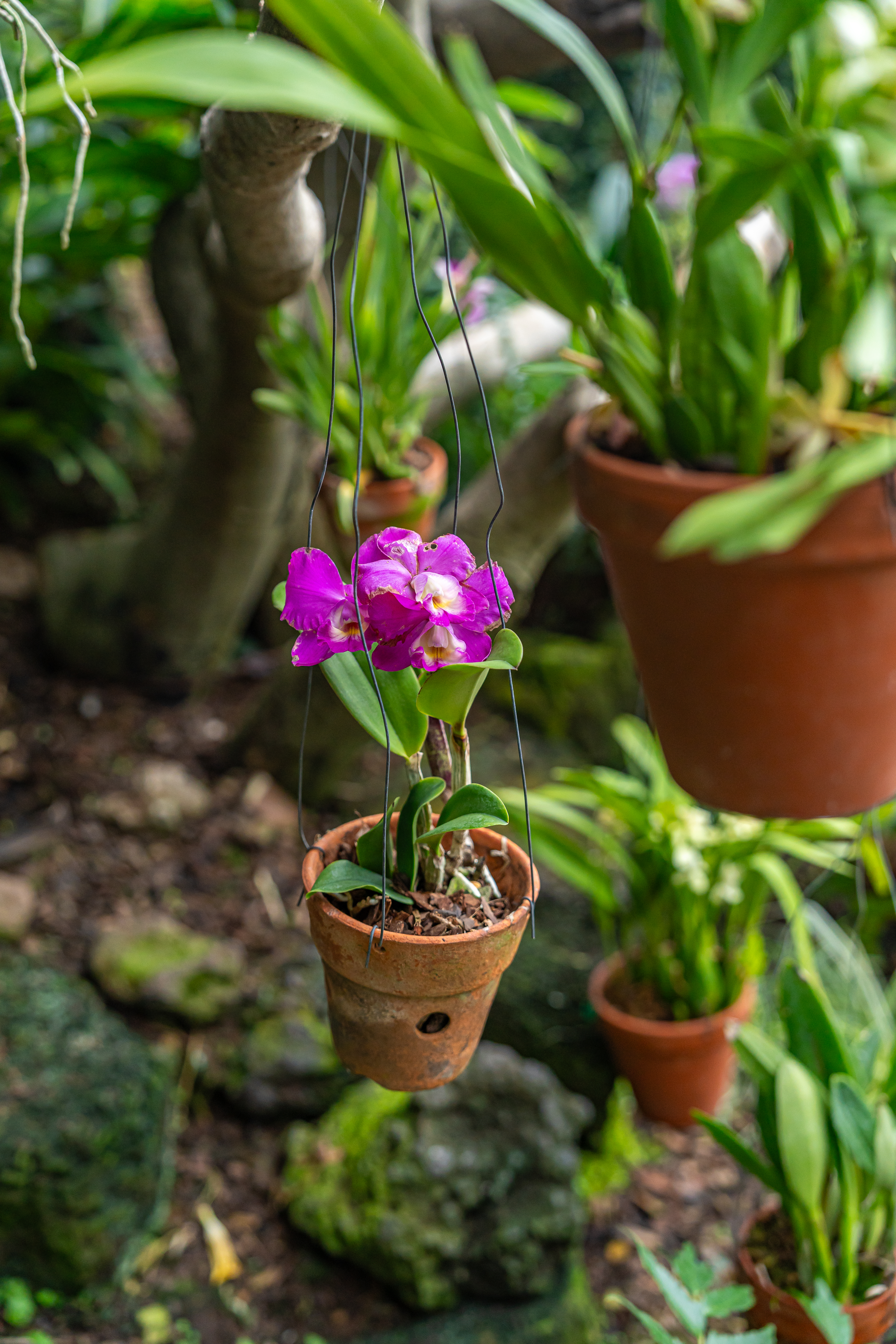 여미지식물원 5