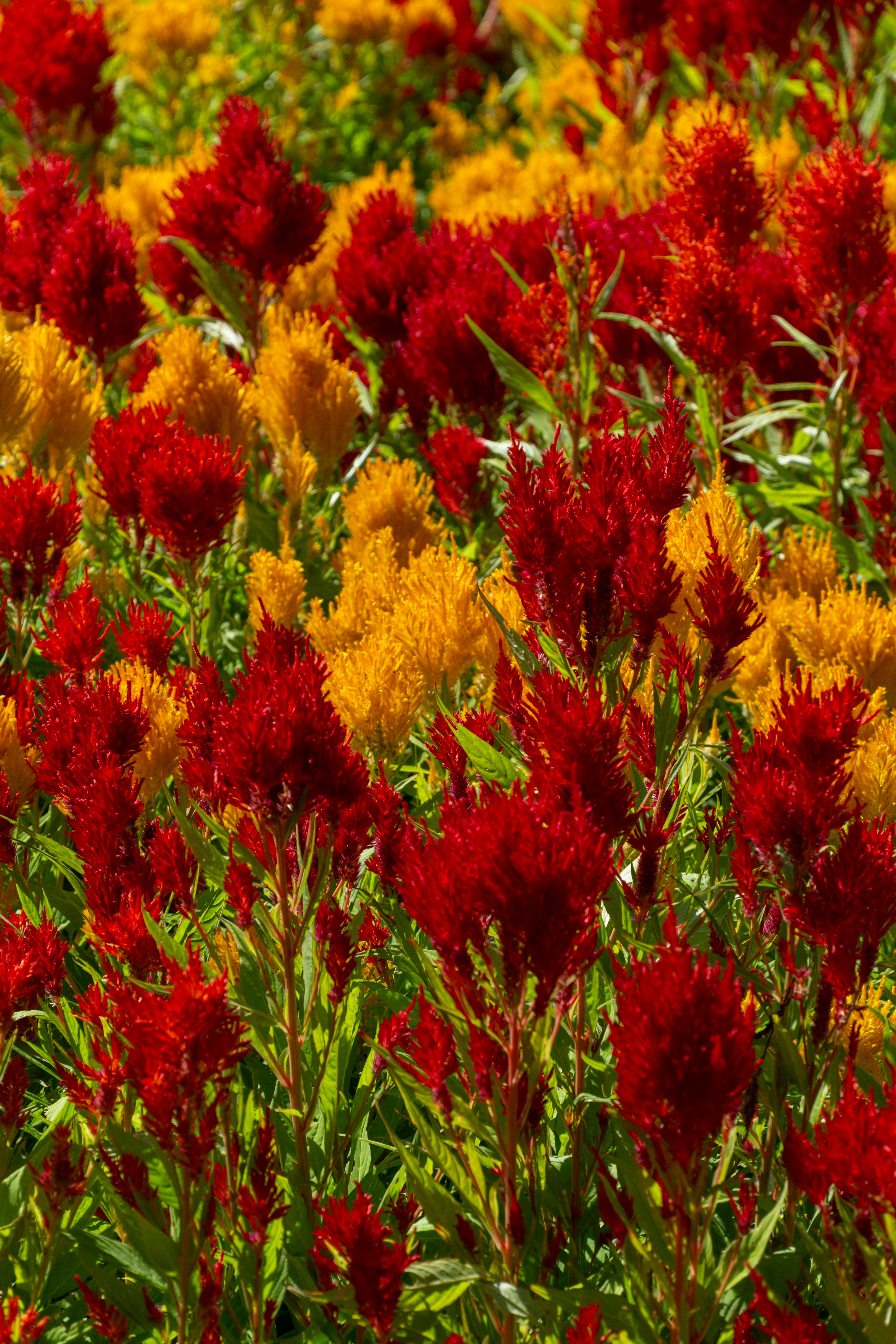 서부농업기술센터 5