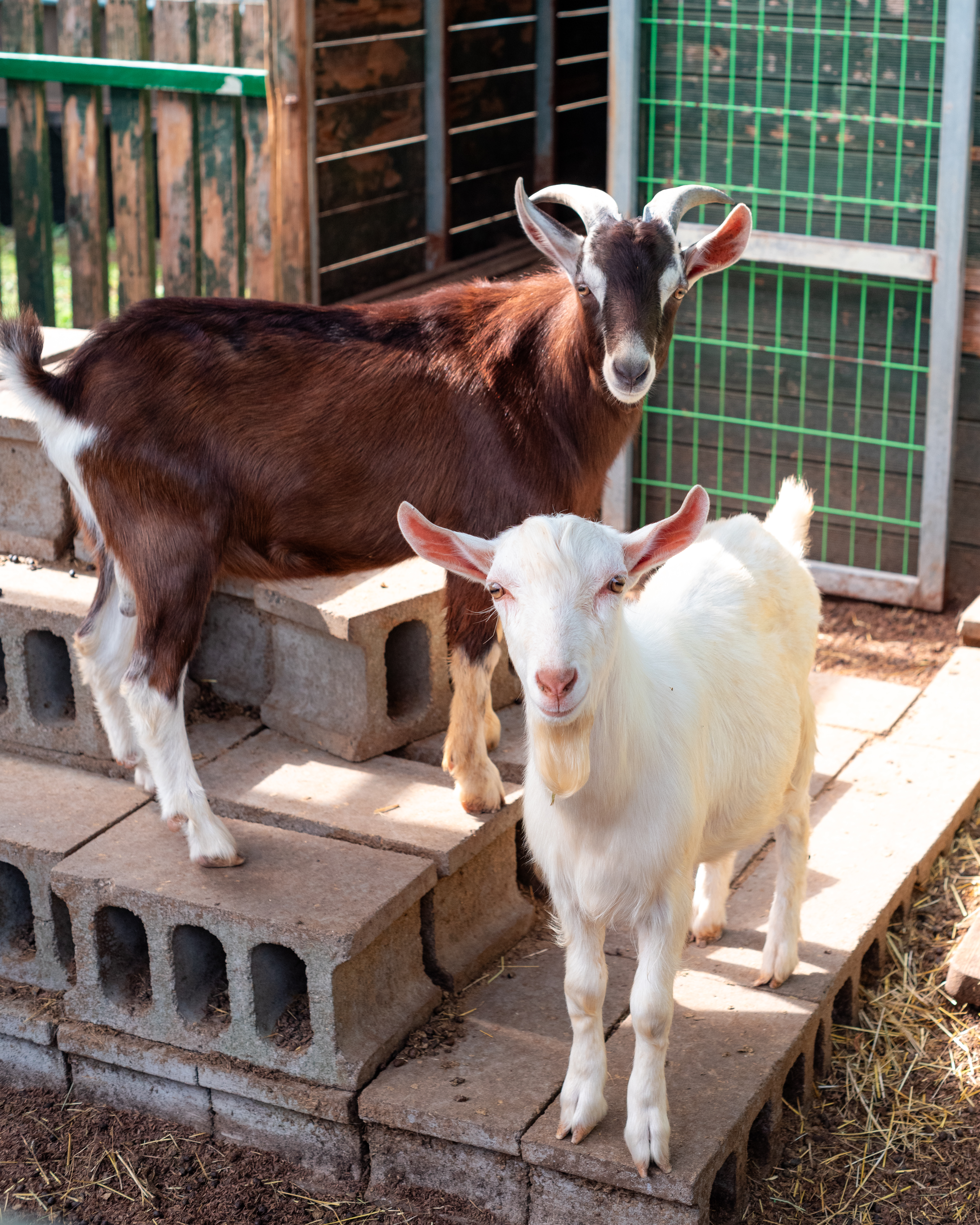 편백포레스트 3