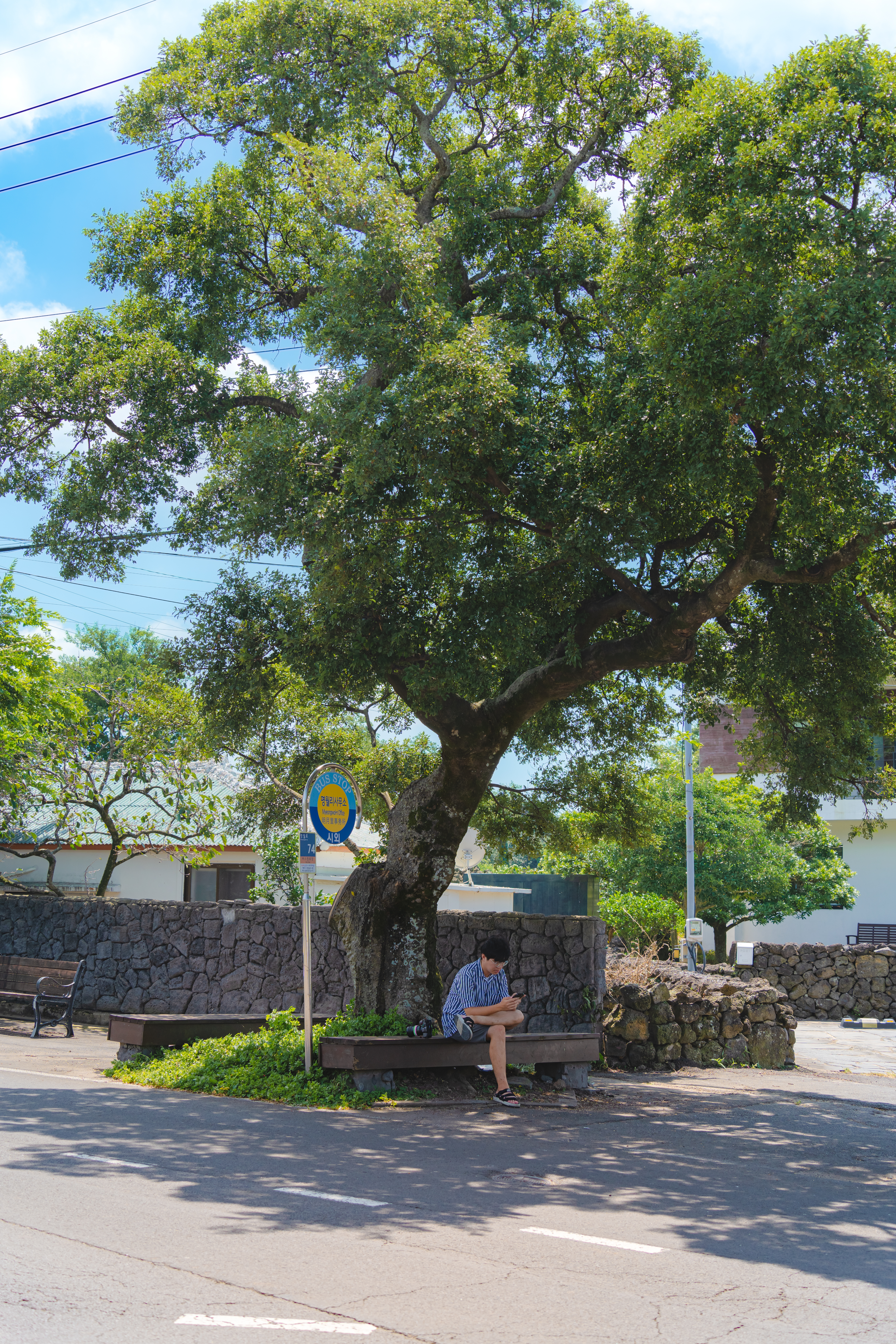 명월팽나무군락 1