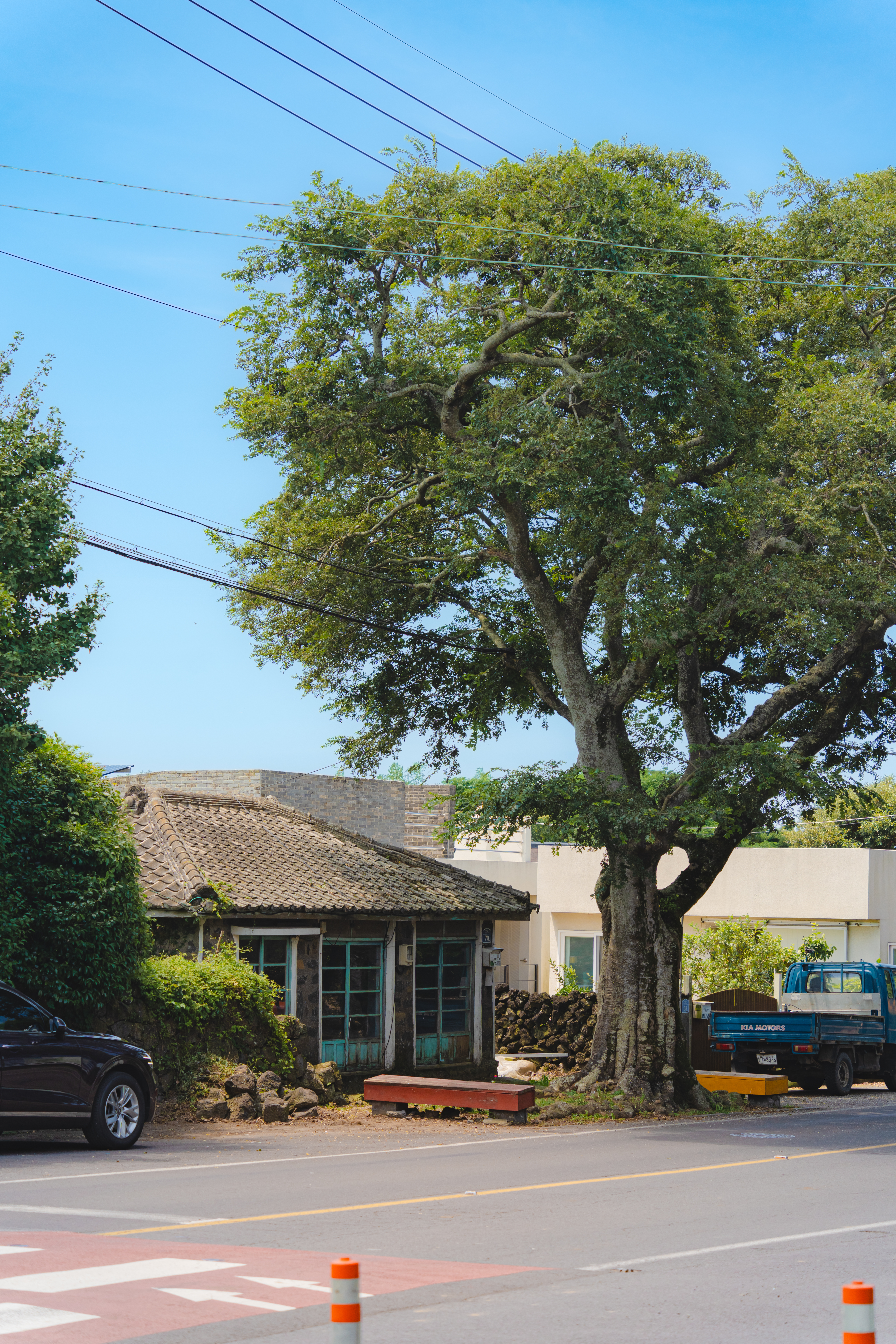 명월팽나무군락 2