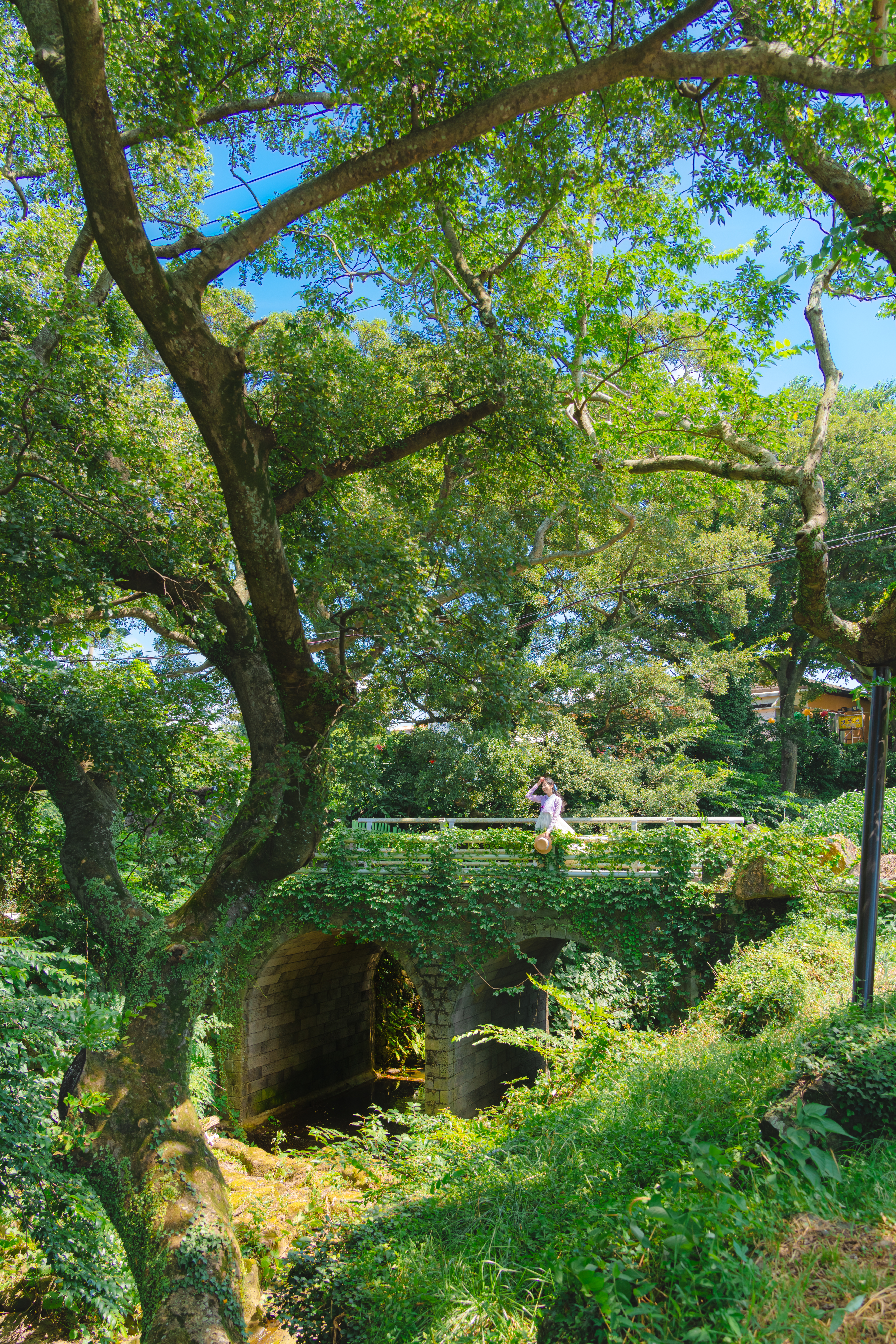 명월팽나무군락 7