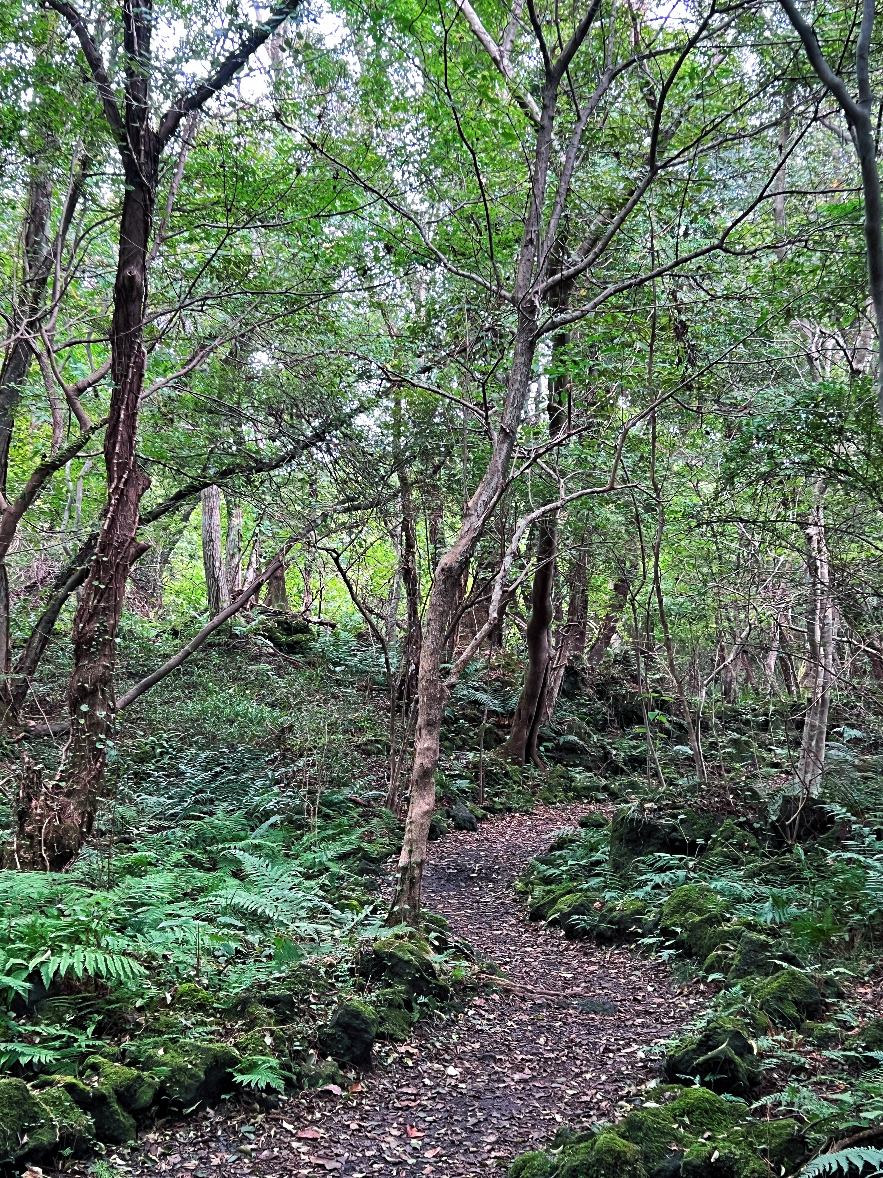 교래자연휴양림 4