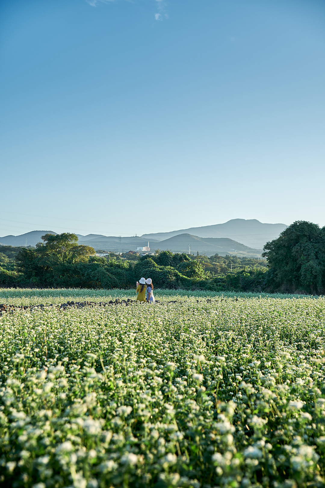 와흘메밀마을 3