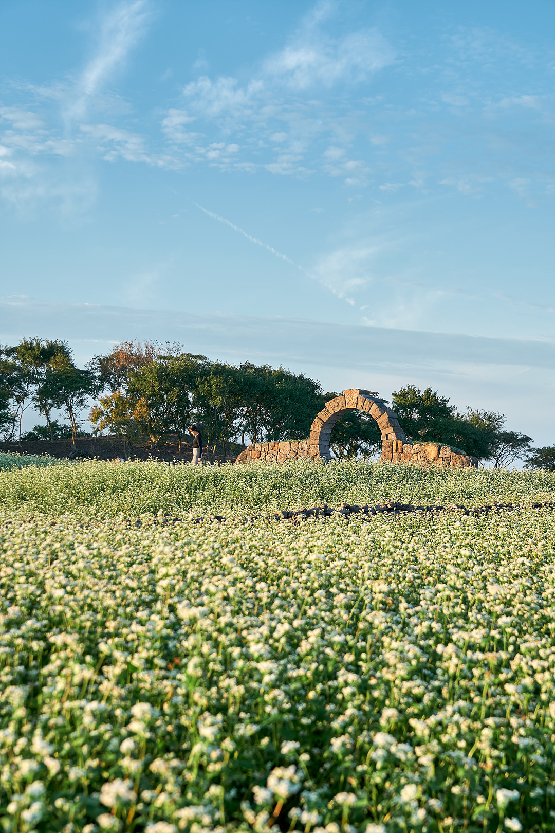 와흘메밀마을 5