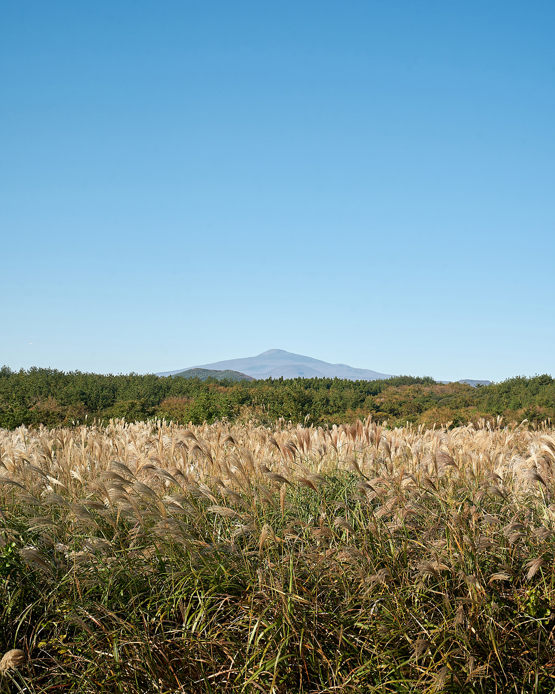 유채꽃프라자 1