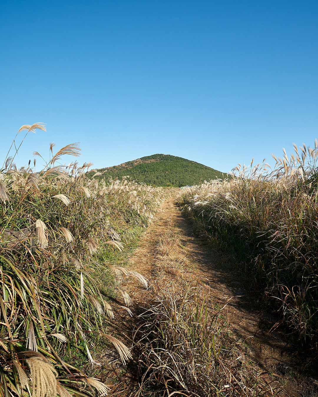 유채꽃프라자 2