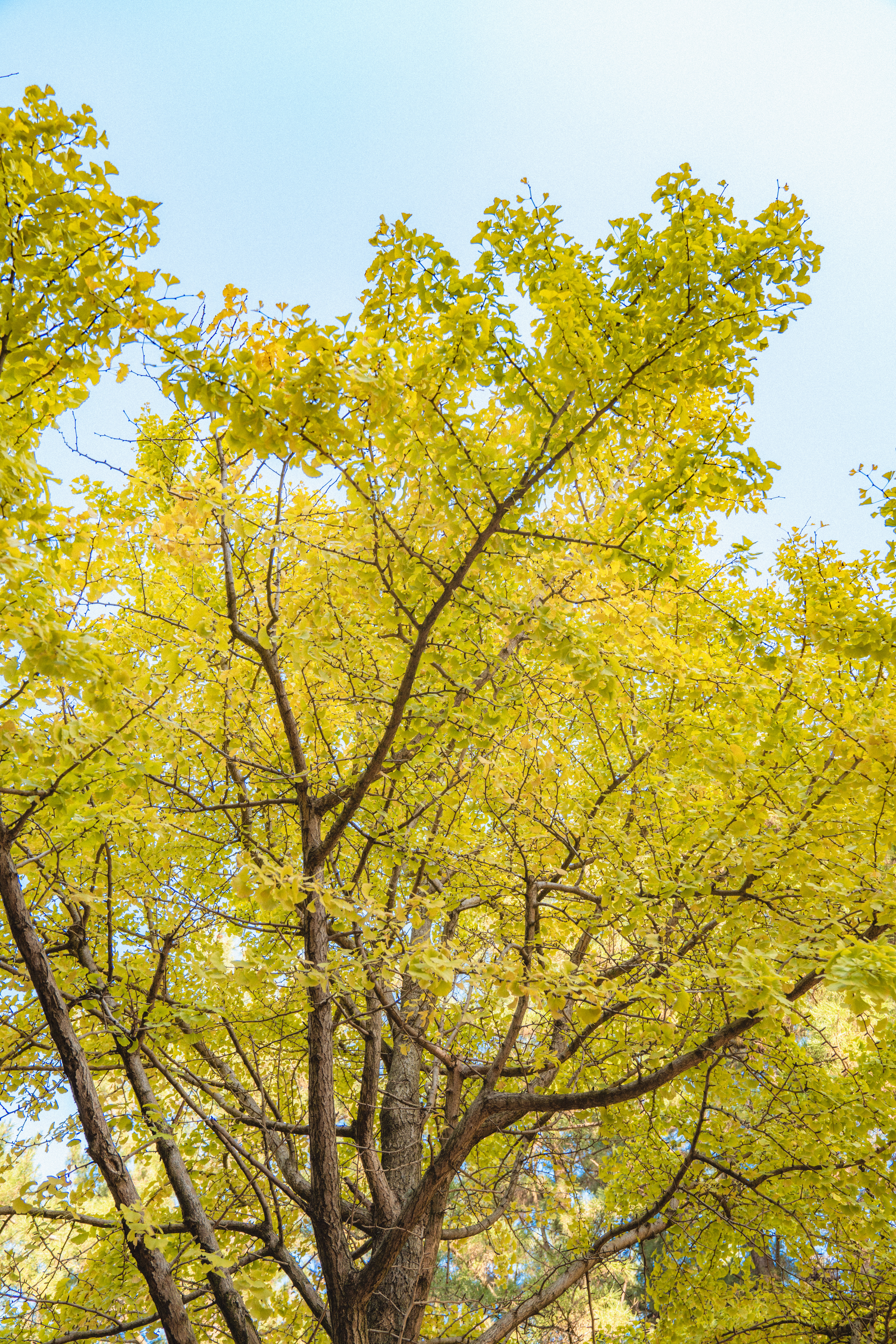 제주대학교은행나무 7