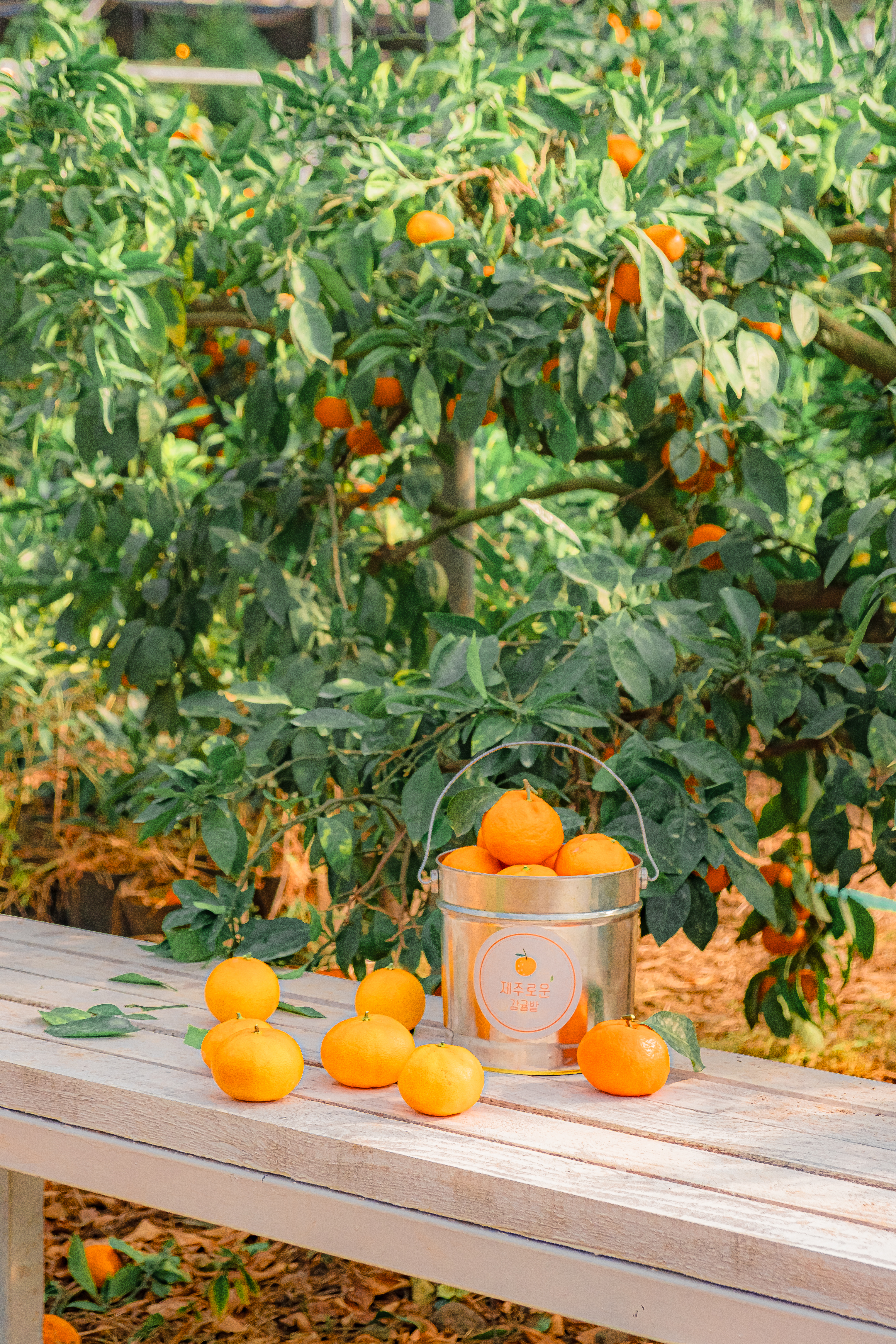 감귤체험 30