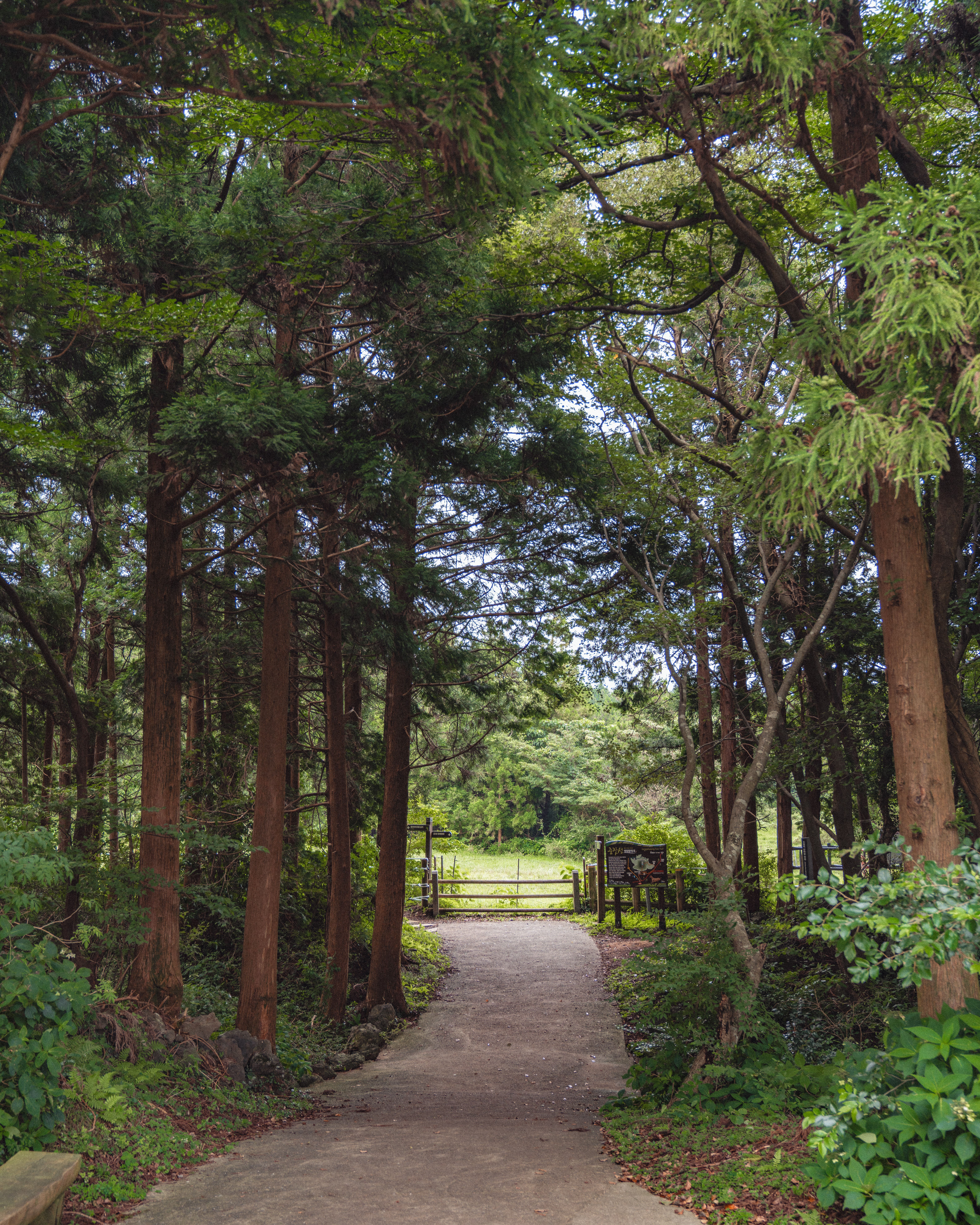 물영아리오름 5