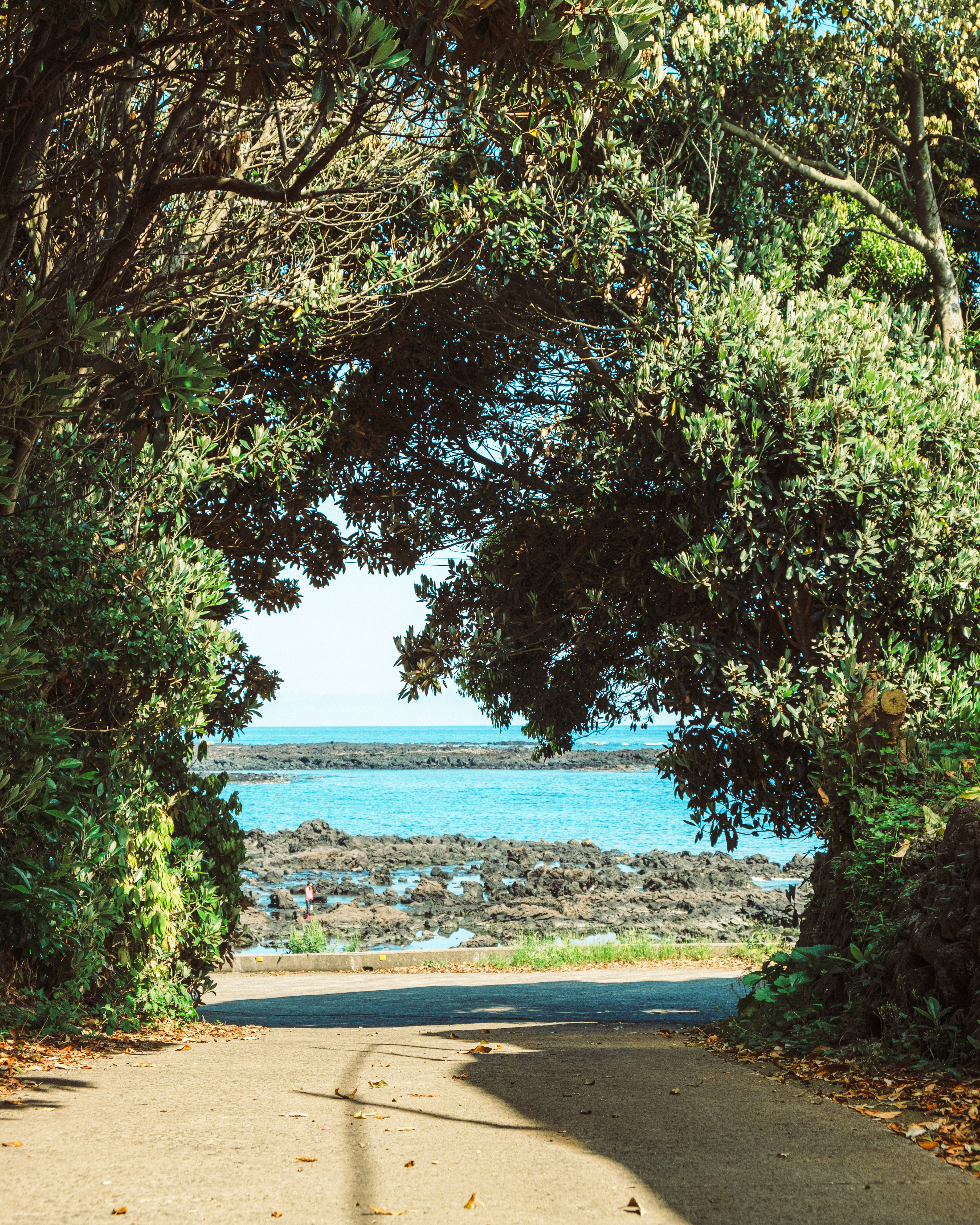 위미리나무터널1