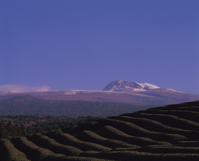 녹차밭과한라산2