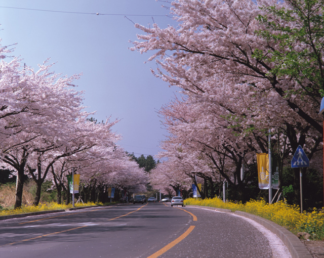 벚꽃도로